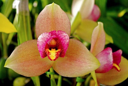 Lycaste Muromachi (Auburn 'Dichling' x Mem Kageyuki Mito 'Kaiho')