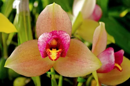 Lycaste Muromachi (Auburn 'Dichling' x Mem Kageyuki Mito 'Kaiho')