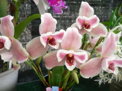 Lycaste Strawberry Fizz (tricolor x Shoalhaven Miss Shonan )