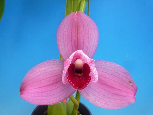 Lycaste Murasakino