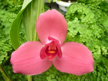 Lycaste Miyako (Takagamina 'Red' x Shoalhaven 'Kioto')