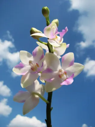Doritis pulcherrima var yellow x Phalaenopsis bellina