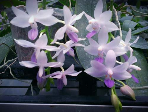 Doritaenopsis Kenneth Schubert x Phalaenopsis bellina blue