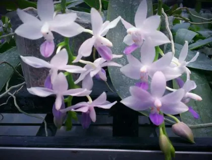 Doritaenopsis Kenneth Schubert x Phalaenopsis bellina blue