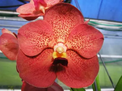 Ascocenda Korb Fah x Ascocenda Red Gems