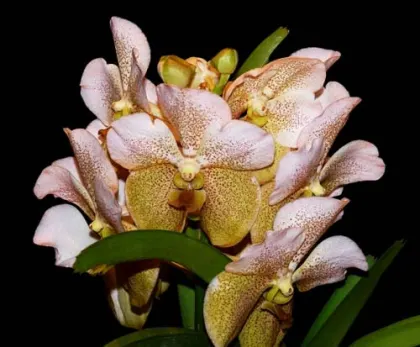 Ascocenda Krailerk White x sanderiana alba