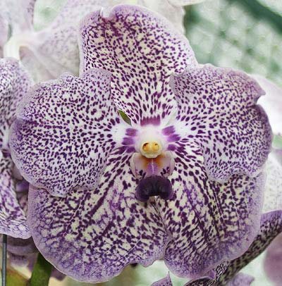 Ascocenda Kultana Pappion x Vanda Kultana Magenta