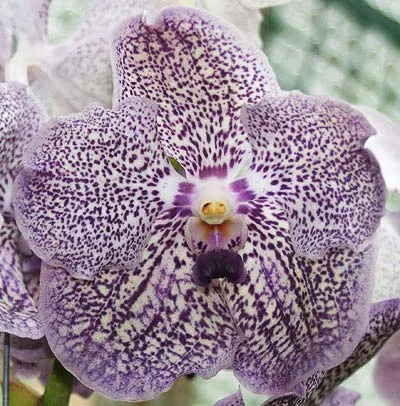 Ascocenda Kultana Pappion x Vanda Kultana Magenta