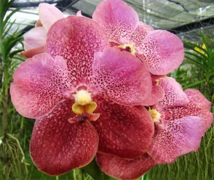 Ascocenda Phairot x Vanda Srakaew x Vanda Bitz's Heartthrob
