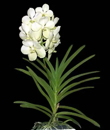 Ascocenda Princess Mikasa 'Tayanee White'