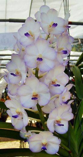 Aerides lawrenceae x Ascocenda Nongkham x Rhynchostylis coelestis blue