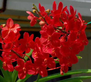 Kagavara Younthayong Beauty