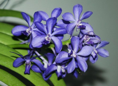 Vascostylis Baby Blue x Rhynchostylis coelestis blue