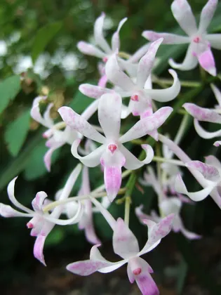 Neostylis Lou Snearly #1