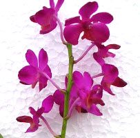 Doritis pulcherrima 'Aquinii' x Ascocenda Aroonsri Beauty