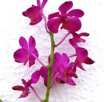 Doritis pulcherrima 'Aquinii' x Ascocenda Aroonsri Beauty