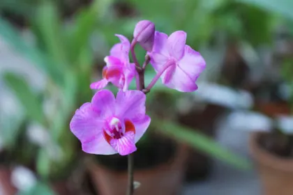 Doritis pulcherrima red