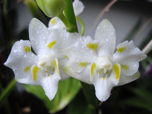 Doritis pulcherrima white