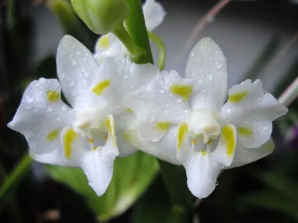 Doritis pulcherrima white