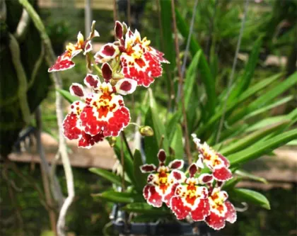 Tolumnia Jairak Firm 'Maroon'