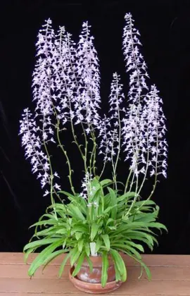 Stenoglottis longifolia