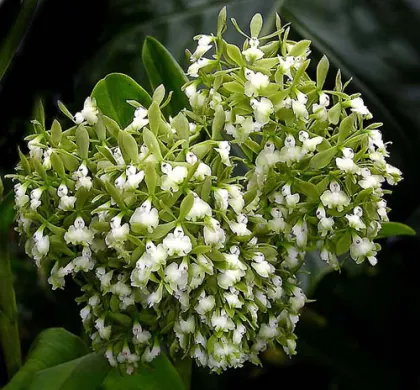 Epidendrum floribundum