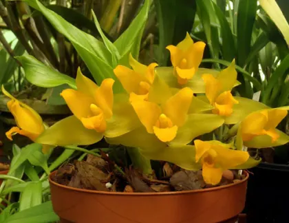 Lycaste groganii