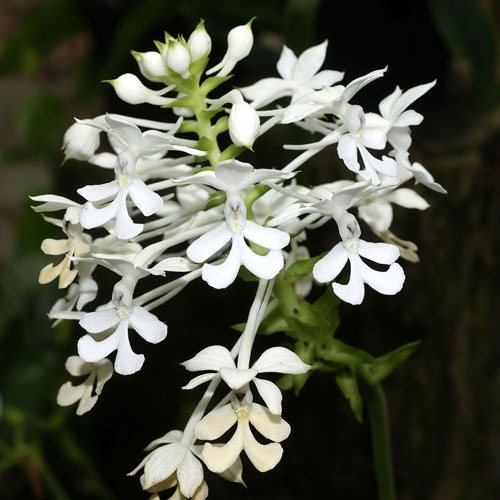 Calanthe ceciliae x triplicata