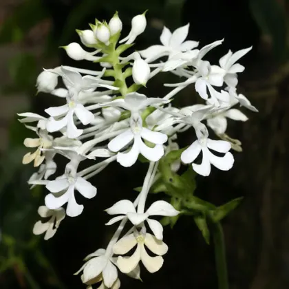 Calanthe ceciliae x triplicata