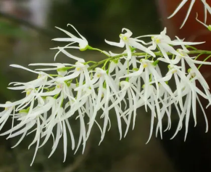 Dockrillia casuarinae