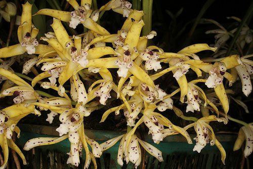 Maxillaria ubatubana