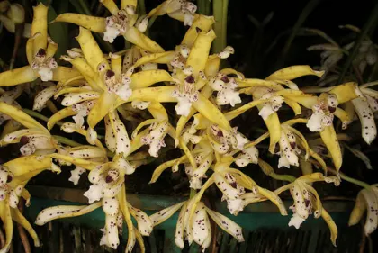 Maxillaria ubatubana