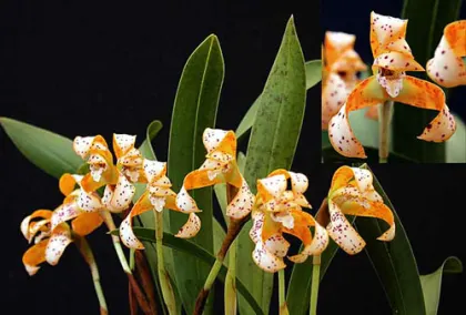 Maxillaria picta