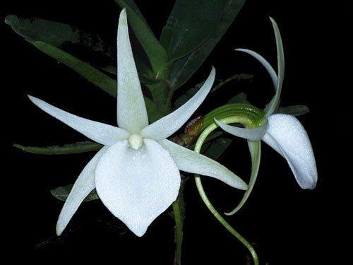 Angraecum elephantinum