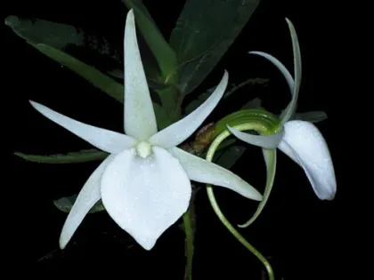 Angraecum elephantinum