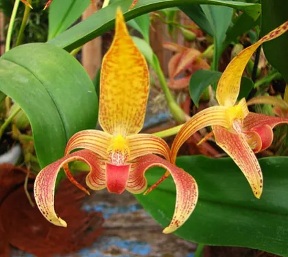 Bulbophyllum dearei x lobbii
