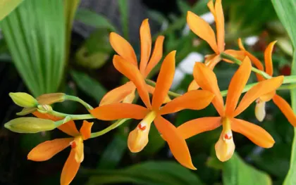 Encyclia (vitellinum x michuacana) x vitellinum