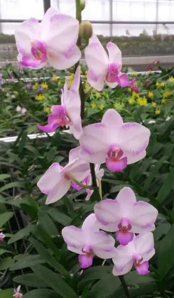 Doritis TH Pink Lady