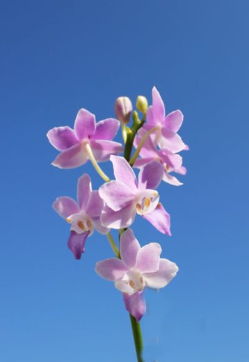Doritaenopsis Tying Shin Blue Jay x equestris alba