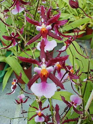 Miltonidium Katrin Zoch (Miltonia schroederiana x Oncidium ornithorhynchum)