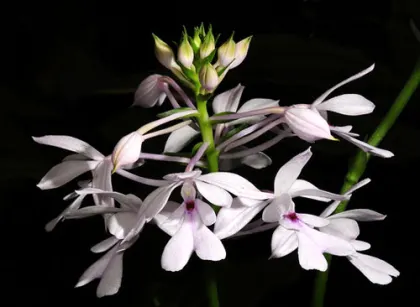 Calanthe ceciliae