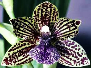 Zygopetalum mackayi x Pabstia jugosa