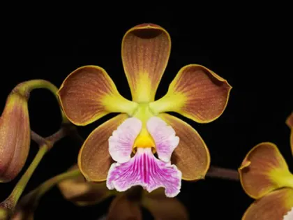 Encyclia oncidioides