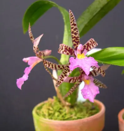 Aspasia lunata