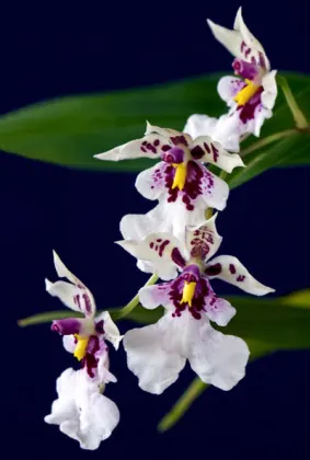 Caucaea phalaenopsis