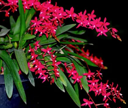 Cochlioda rosea