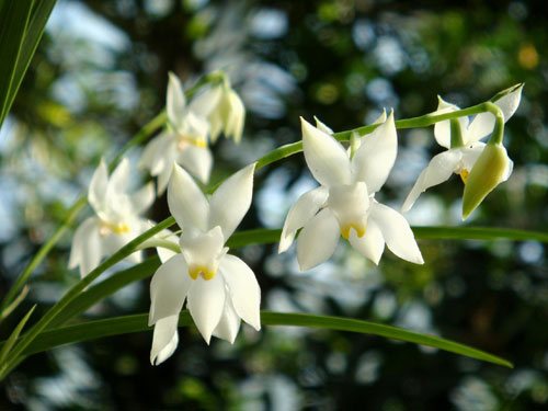 Cuitlauzina pulchella