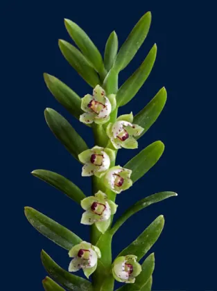 Dichaea ancoraelabia