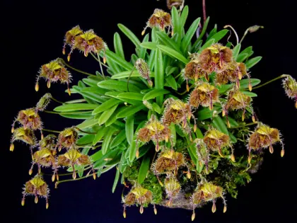 Diodonopsis erinacea
