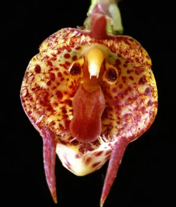 Dracula mopsus